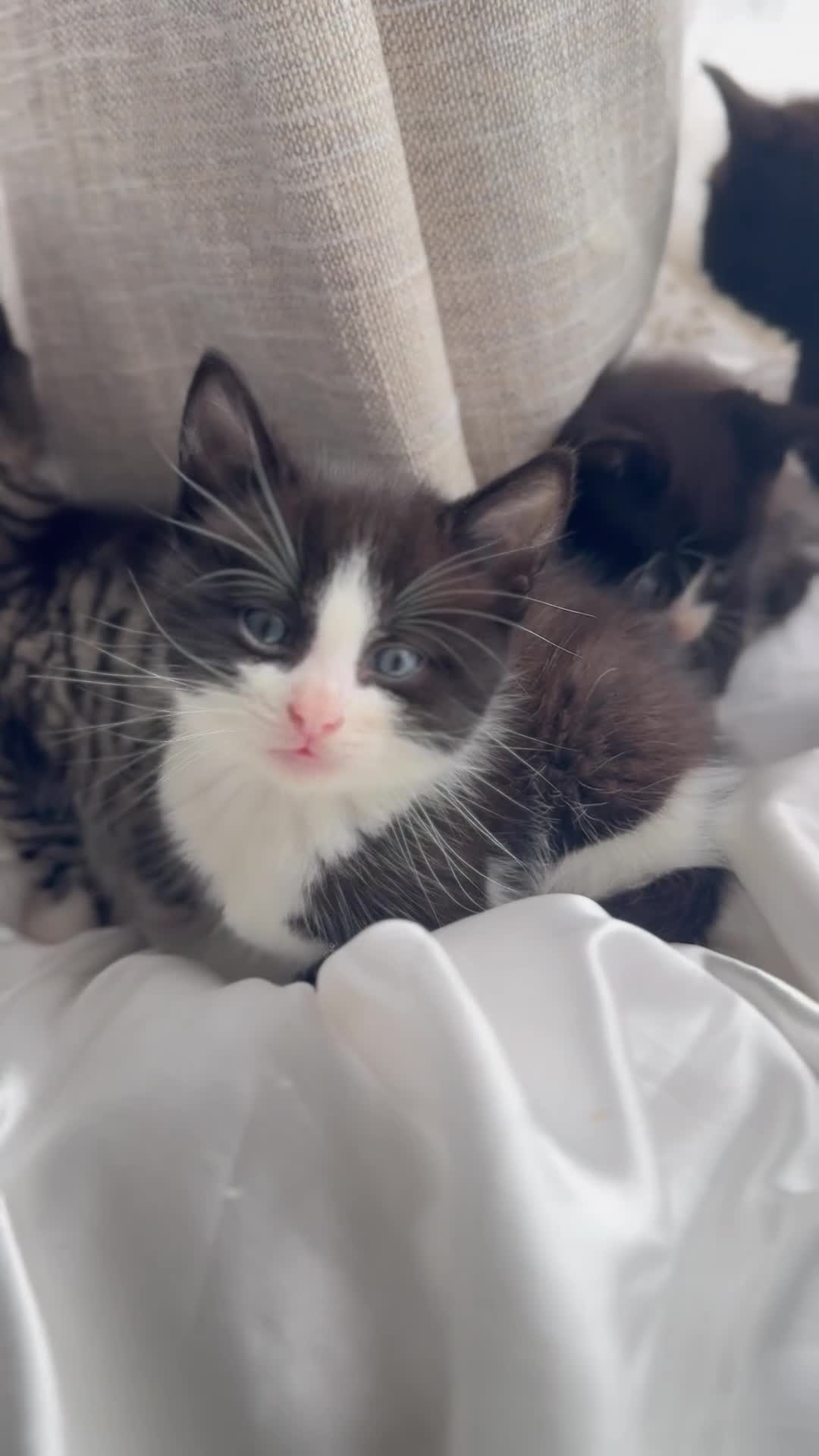Mixed Breed cats for sale: Adorable 6 week Kittens Looking for Loving Homes! - Video 1