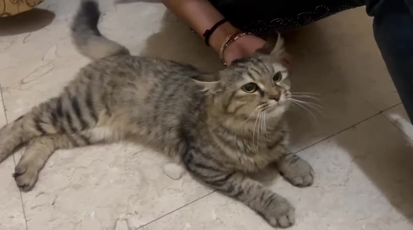 Mixed Breed cats for adoption: PERSE - ADORABLE BEAUTIFUL SEMI LONG HAIR SPAYED - Video 1