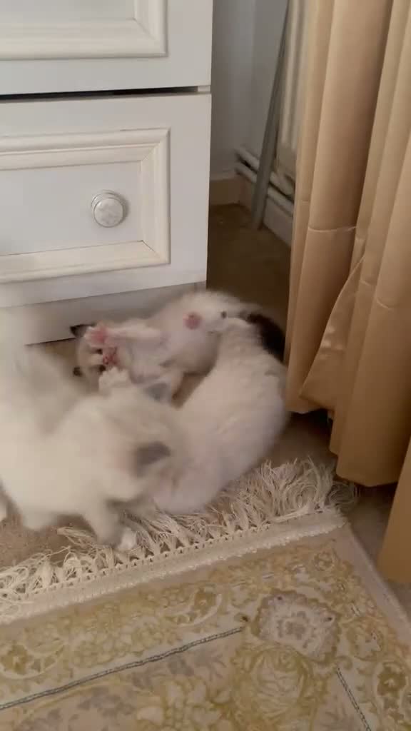 Ragdoll cats for sale: Beautiful Ragdoll KittensReady 4Their New Homes 🐾 - Video 1