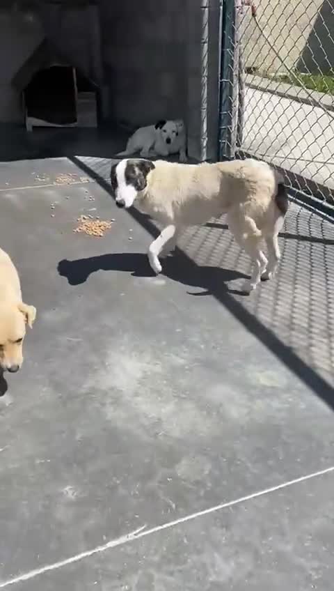 Mixed Breed dogs for adoption: Piper, 1.5 yrs approx. Available for adoption. - Video 4