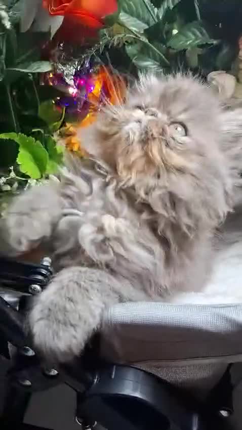 Persian cats for sale: Persian Kittens looking for their forever homes - Video 1