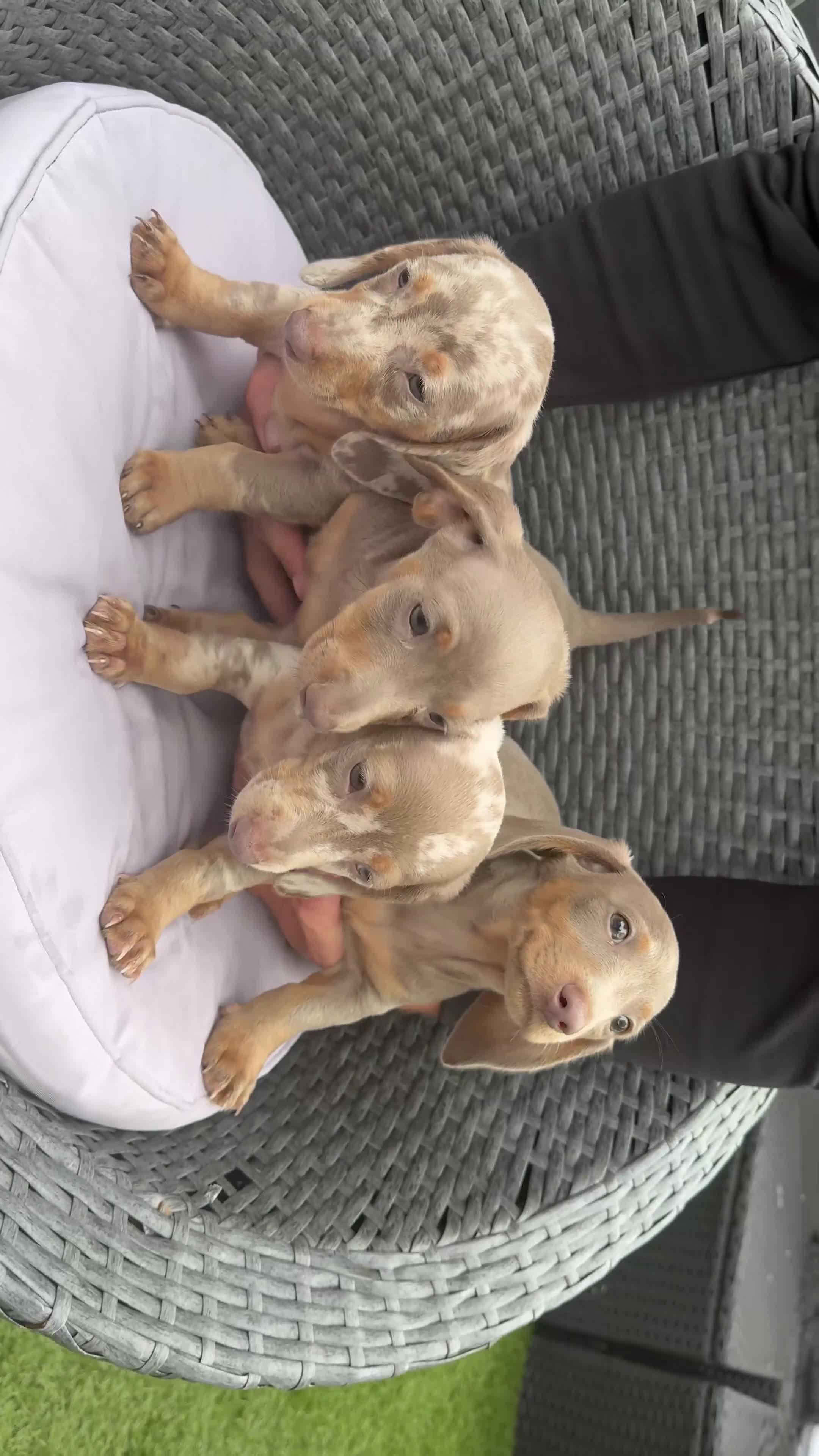 Miniature Dachshund dogs for sale: Minature dachshund  - Video 1