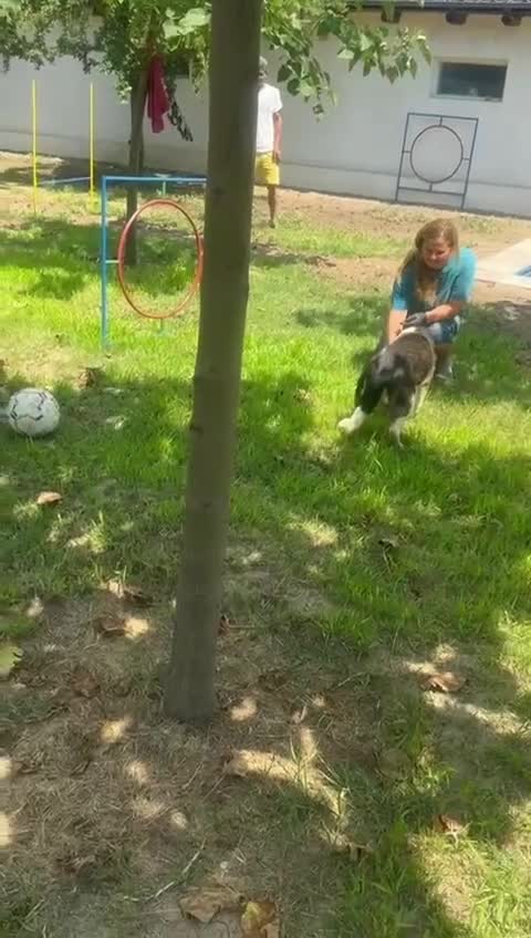 Mixed Breed dogs for adoption: ✨ Flo – a smile that steals your heart ✨ - Video 1