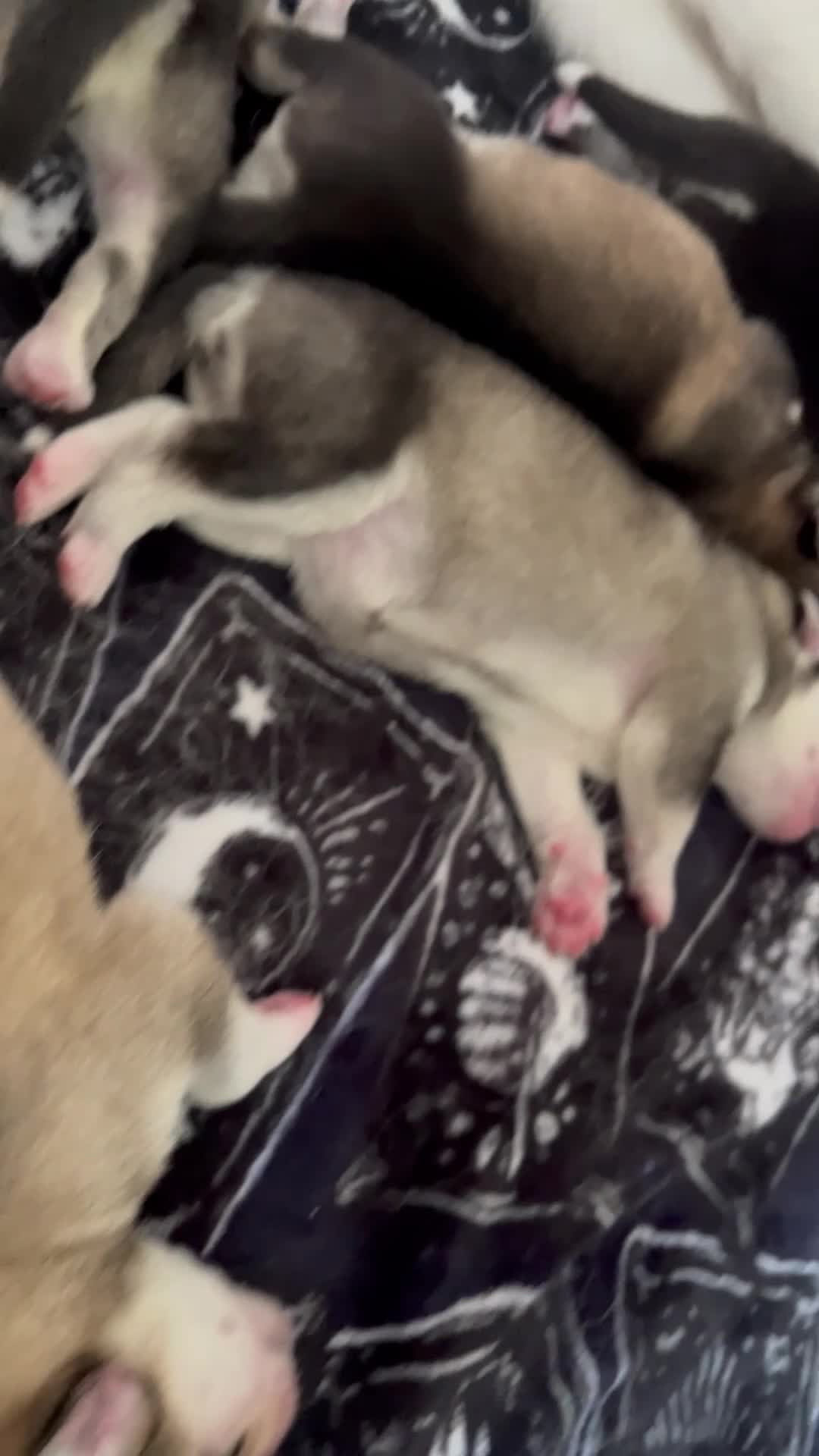 Utonagan dogs for sale: Strong Breed Puppies  Husky/Alaskan Malamute in Wrexham - Video 1