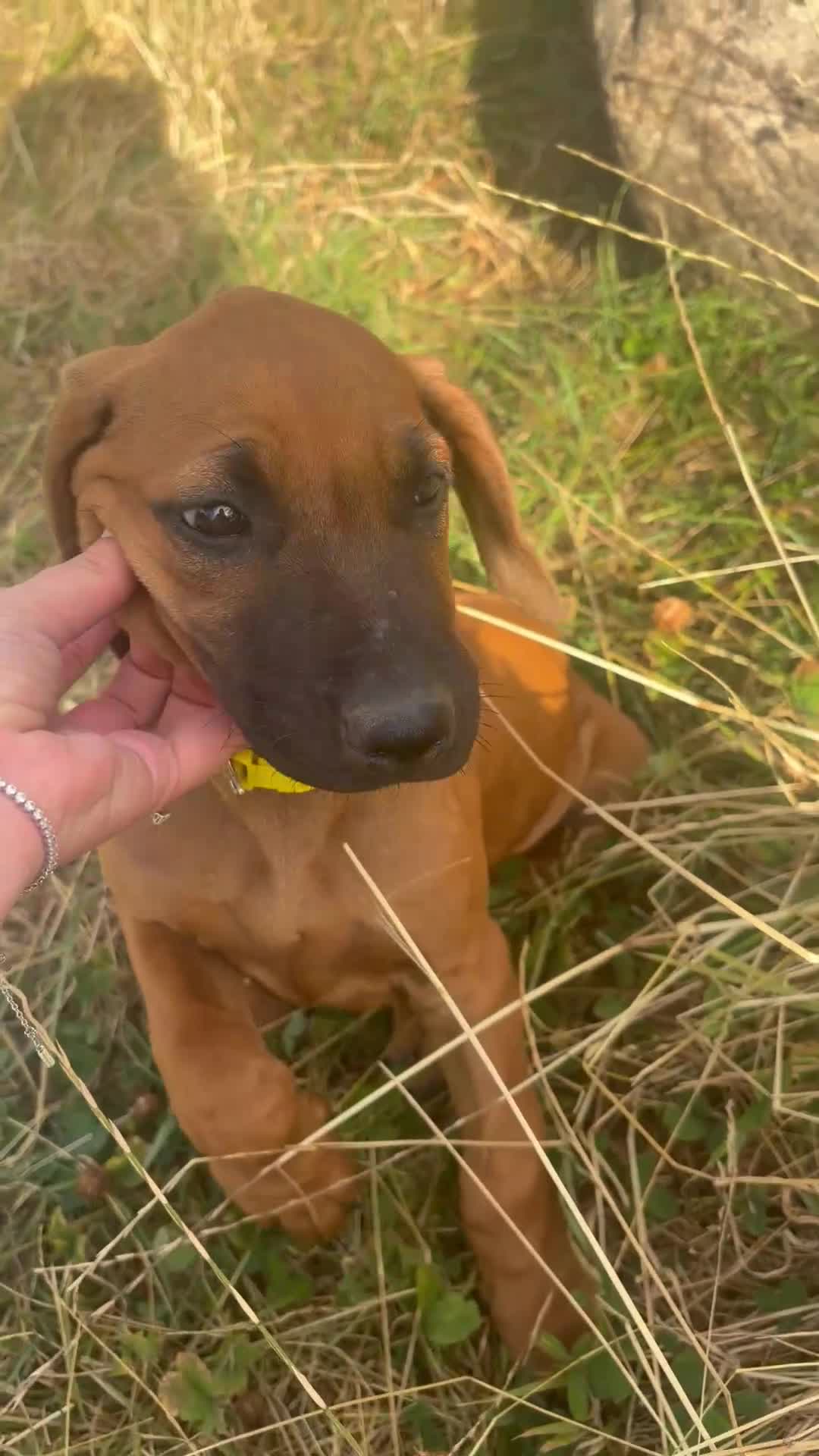 Rhodesian Ridgeback dogs for sale: One beautiful gentle kc little girl - Video 3