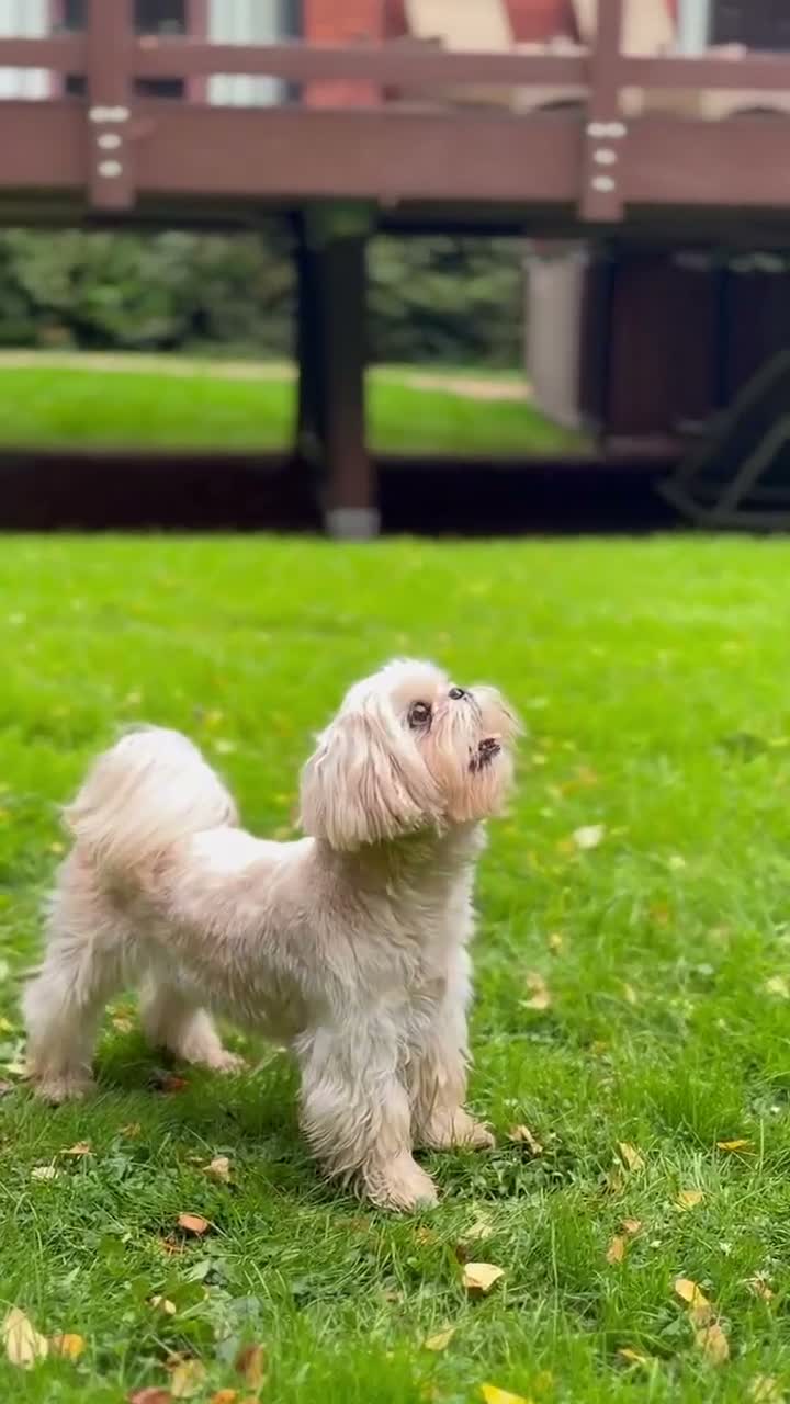 Shih Tzu dogs for stud: In search of a special girl  in Thirsk - Video 1