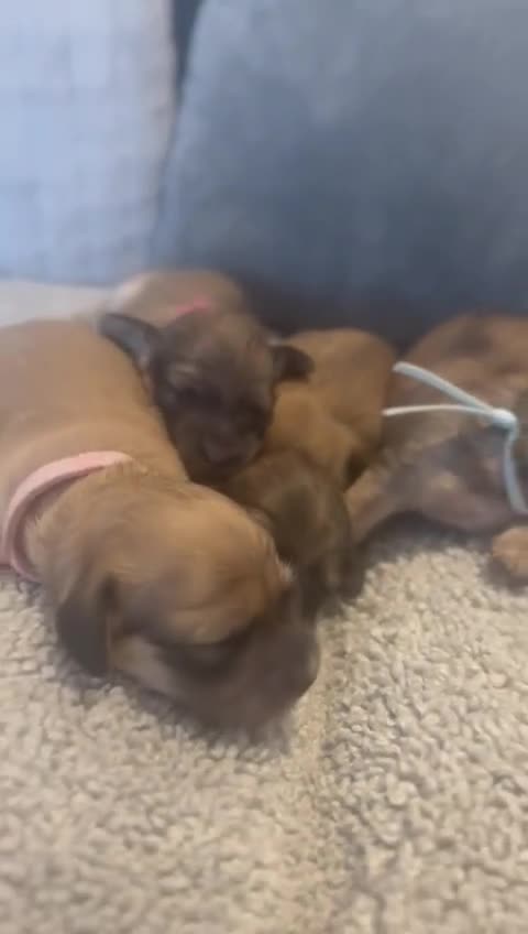 Miniature Dachshund dogs for sale: Reservation list now open! - Video 3