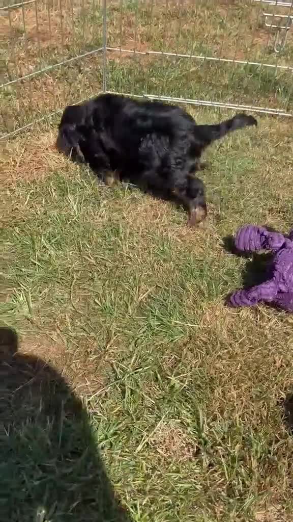 Cavalier King Charles Spaniel dogs for sale: HEART, EYE and DNA Tested Black and Tan boy  in Chard - Video 1