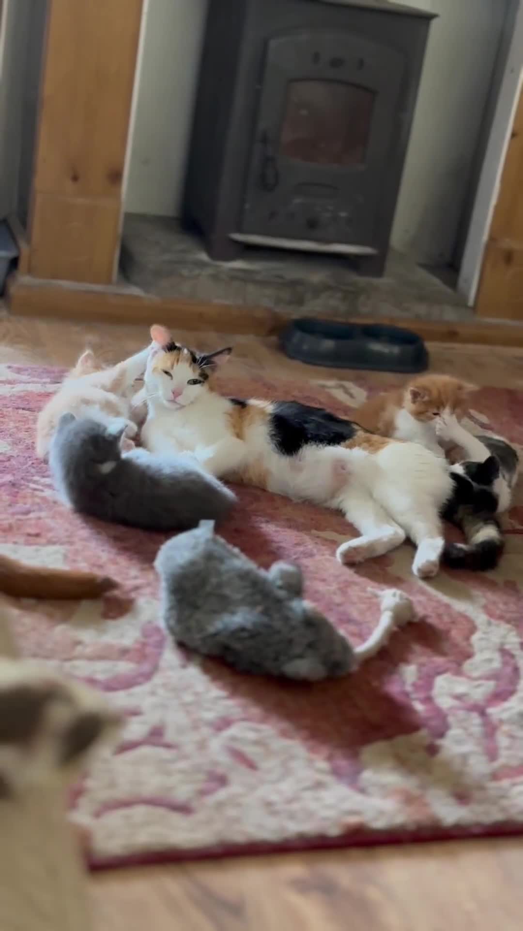 Domestic Shorthair cats for sale: ✨🐾 Gorgeous Kittens Looking for Loving Homes 🐾✨ - Video 1