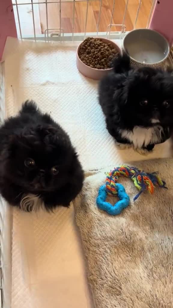 Pekingese dogs for sale: Stunning Quality Pekingese puppies Ready Now  - Video 3