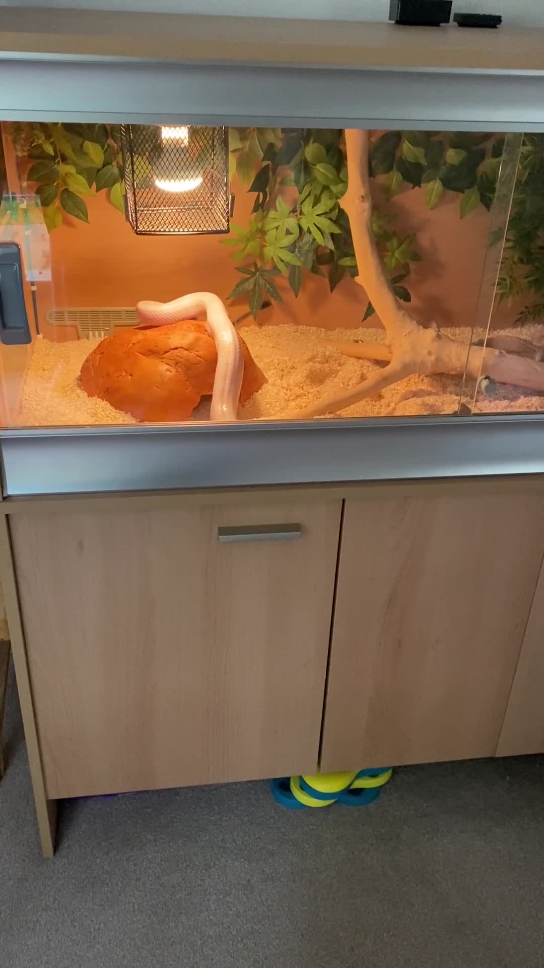 Corn Snake reptiles for sale: Corn Snake including full vivarium set up - Video 1