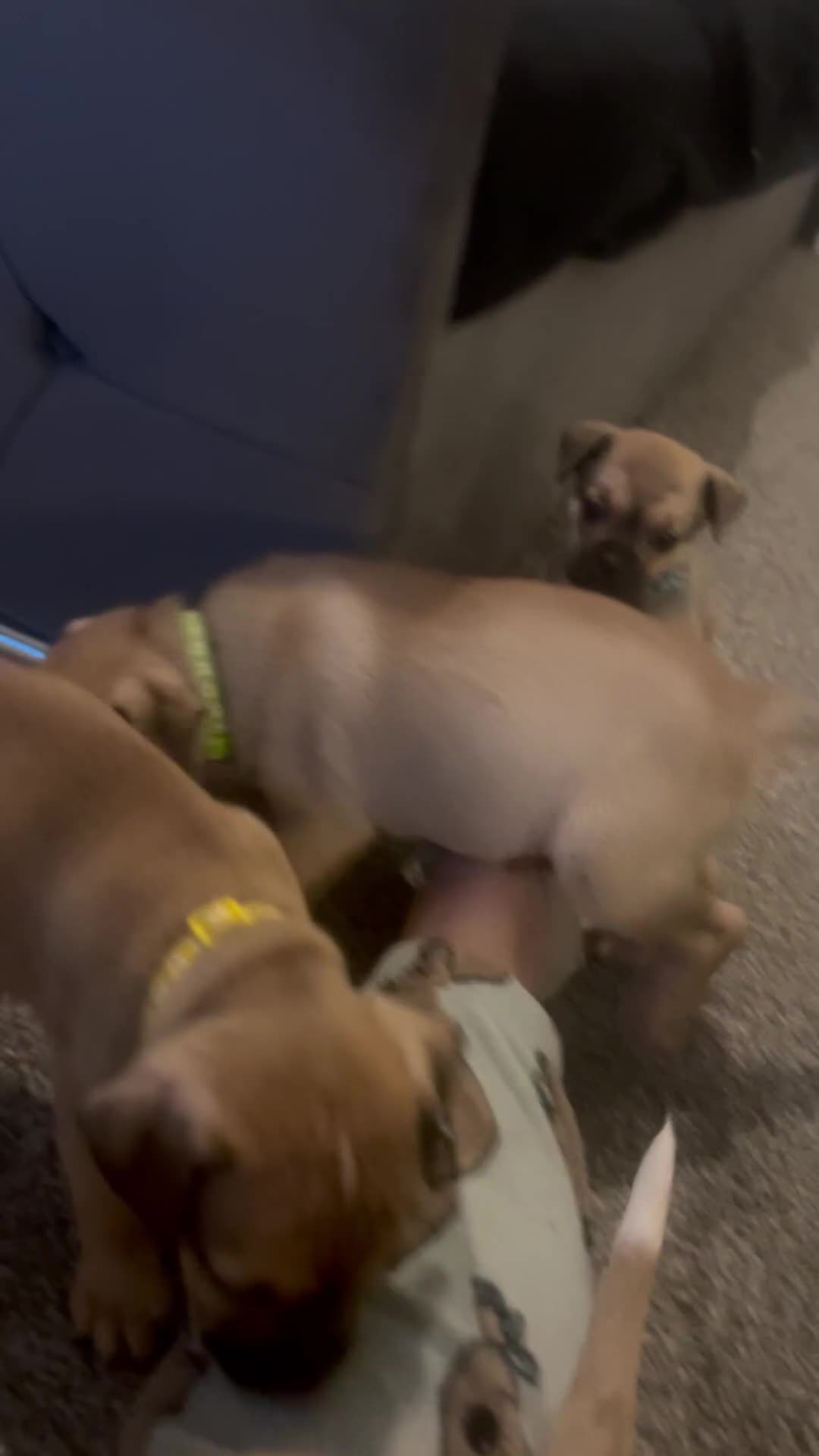 American Bull Staffy dogs for sale: American Bull Staffs - Video 4