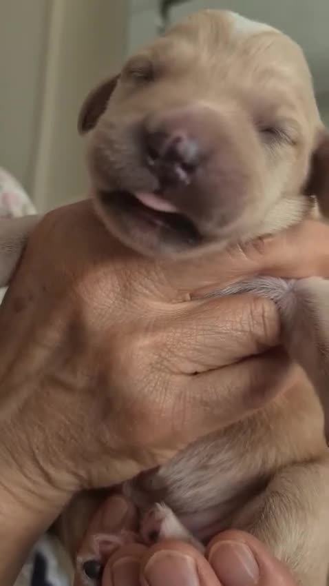Labrador Retriever dogs for sale: Beautiful Labrador Puppies!  - Video 2