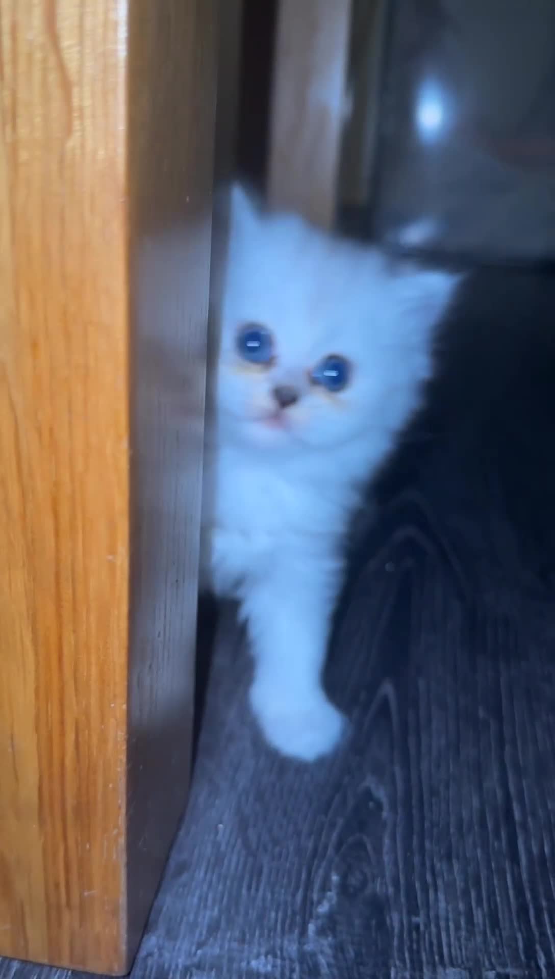 Persian cats for sale: Persian chinchilla kittens  - Video 2