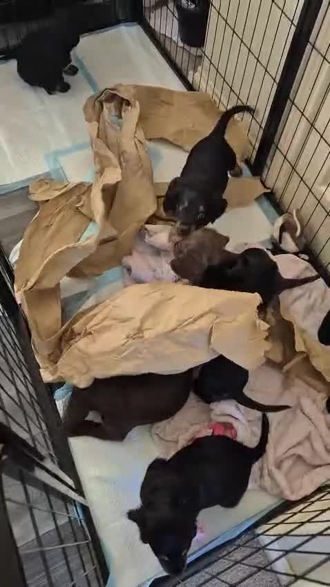 Sprocker dogs for sale: Last male remaining. ready now.  - Video 1