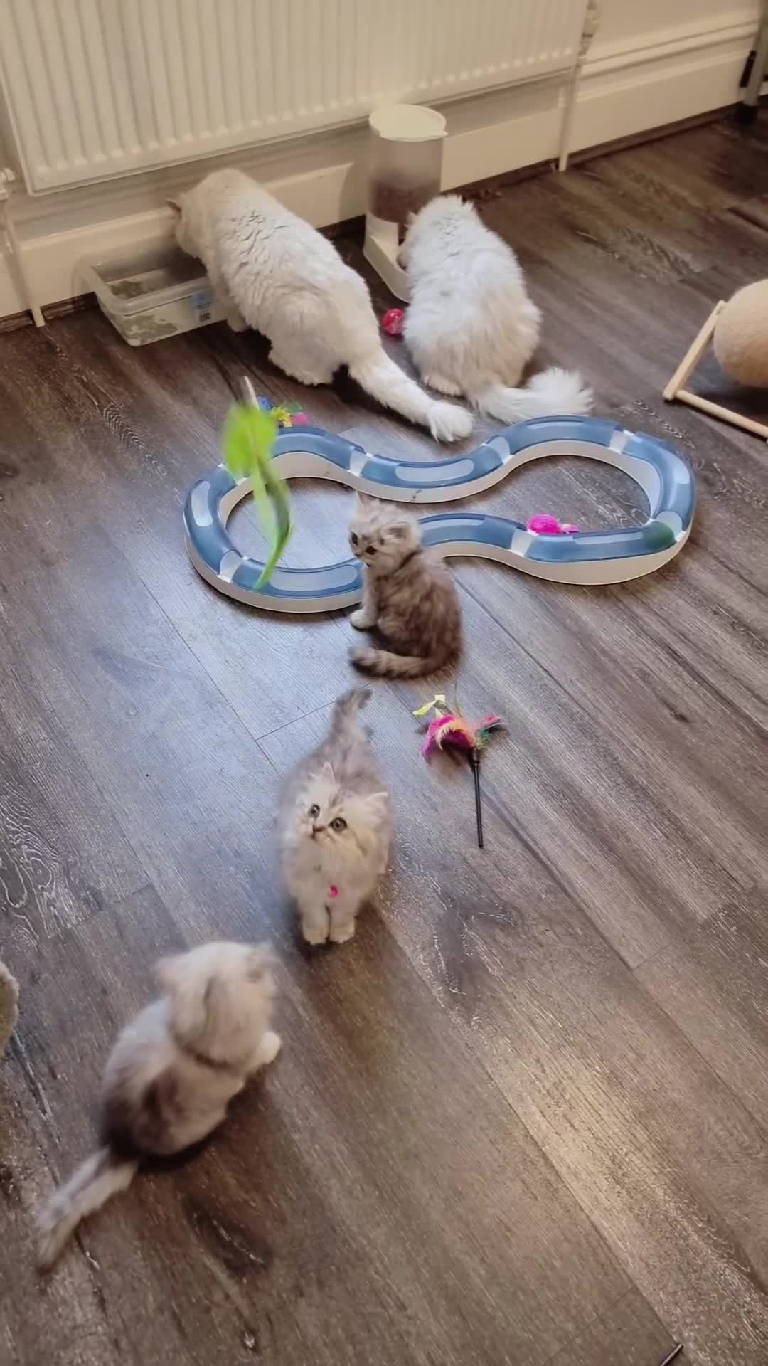 Persian cats for sale: Persian chinchilla  - Video 1