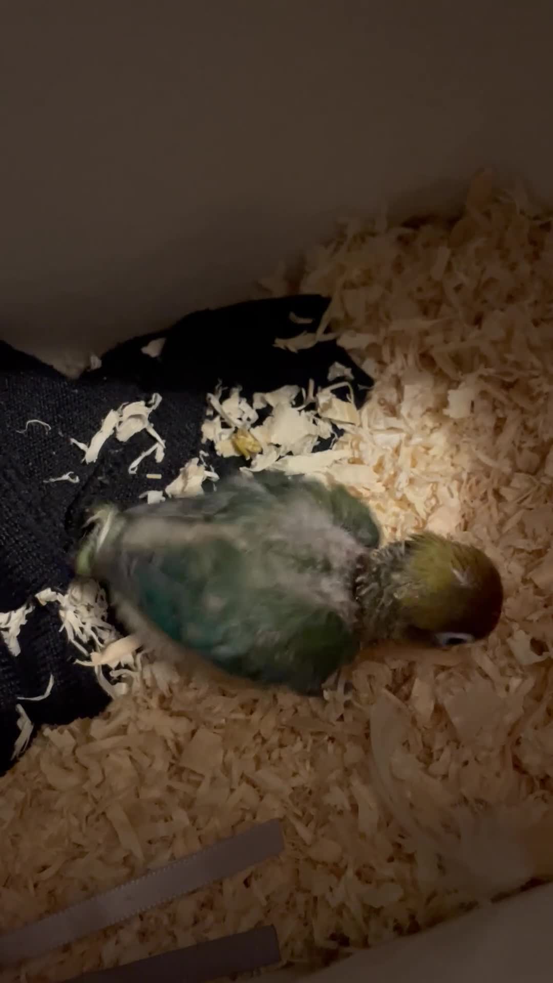 Lovebirds birds for sale: Because hand reared baby lovebird  - Video 4