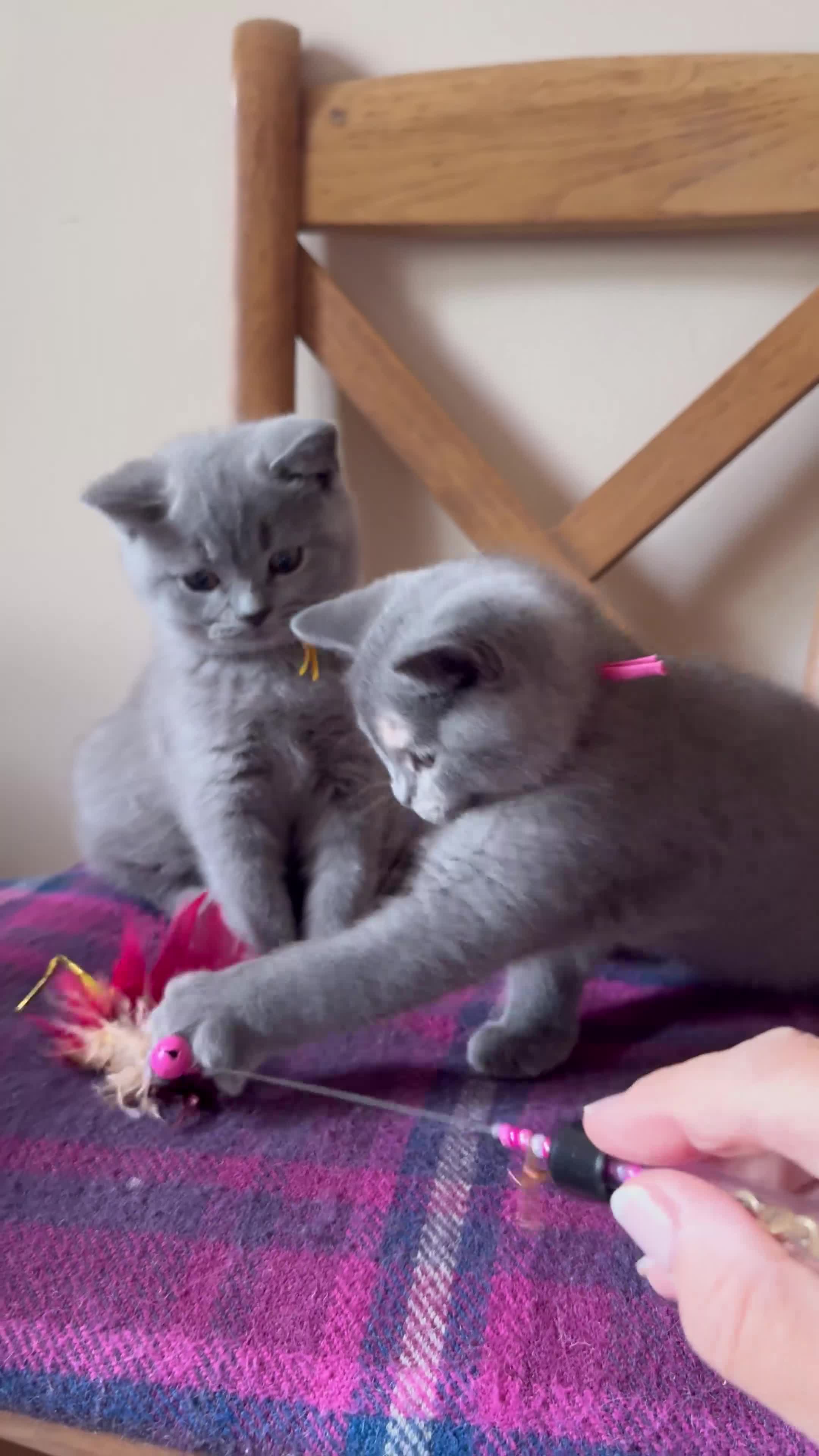 British Shorthair cats for sale: LAST KITTEN  GCCF Reg.  sweetest nature  - Video 2
