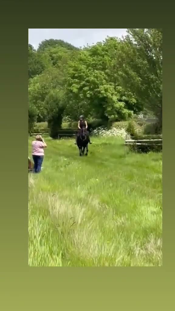 Irish Sports horses for sale: Sports horse in Middlewich - Video 2