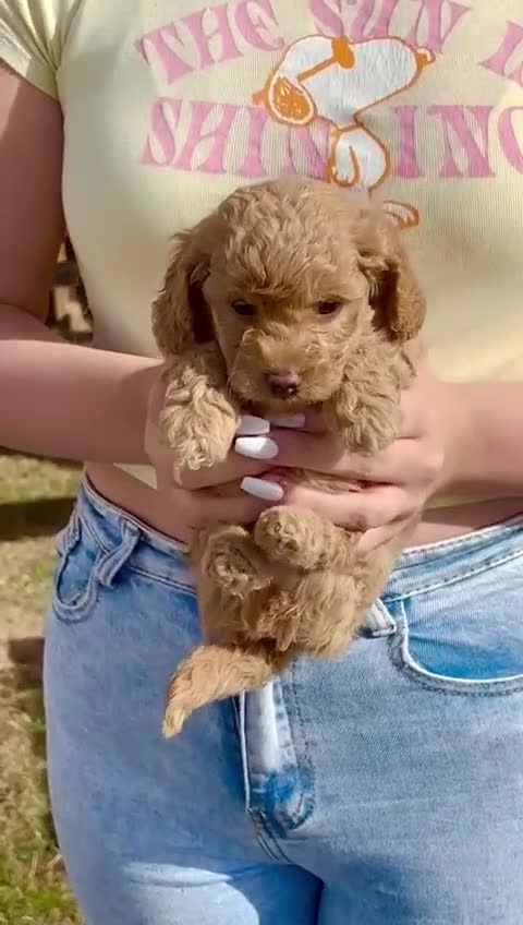 Cavapoo dogs for sale: The Cutest F1B Cavapoo Puppies For Sale! - Video 5