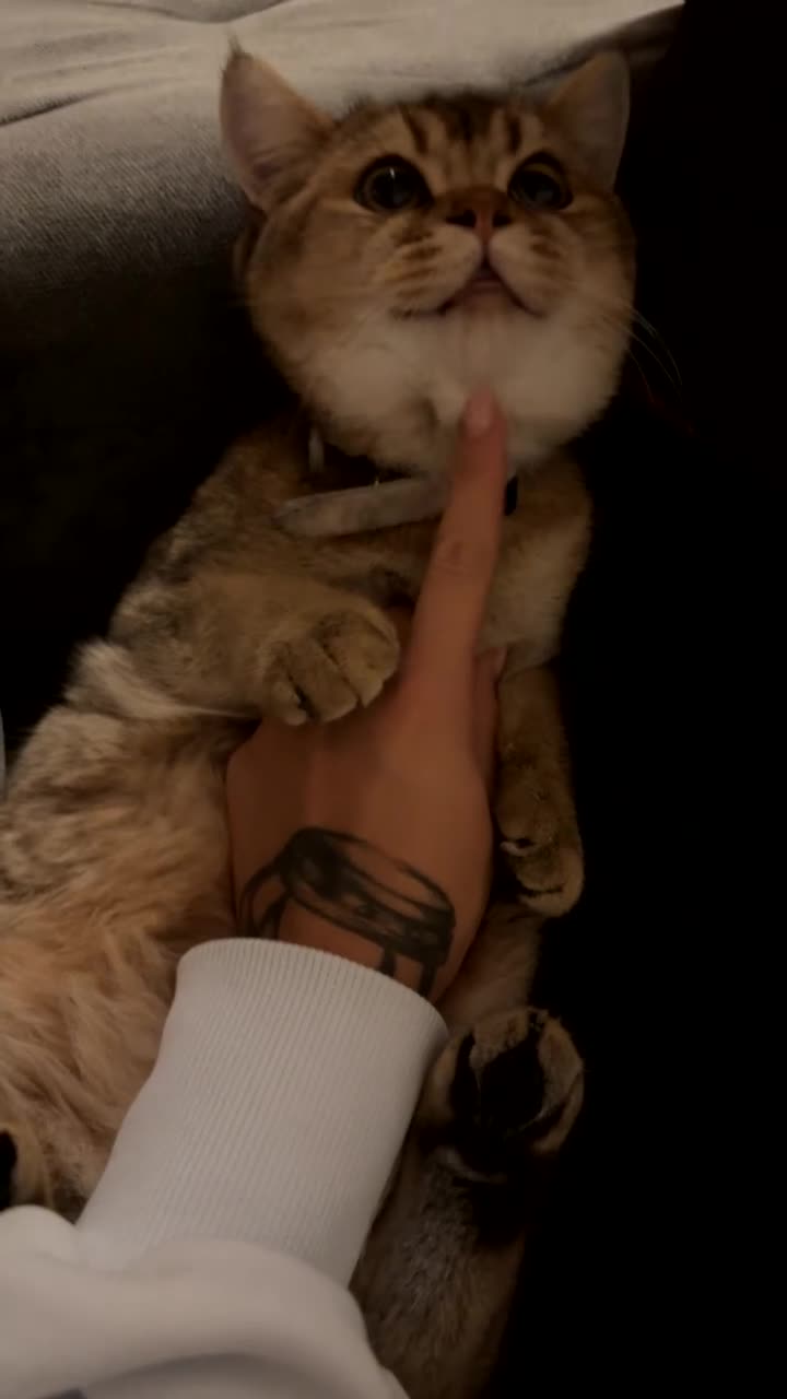 Scottish Fold cats for sale: Scottish fold Male  - Video 1