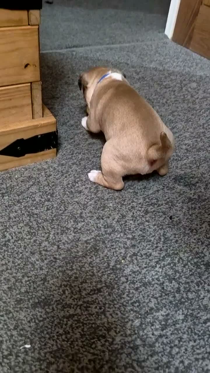 Mixed Breed dogs for sale: STAFFORDSHIRE BULLTERRIOR X FRENCHBULLDOG PUPPIES - Video 1