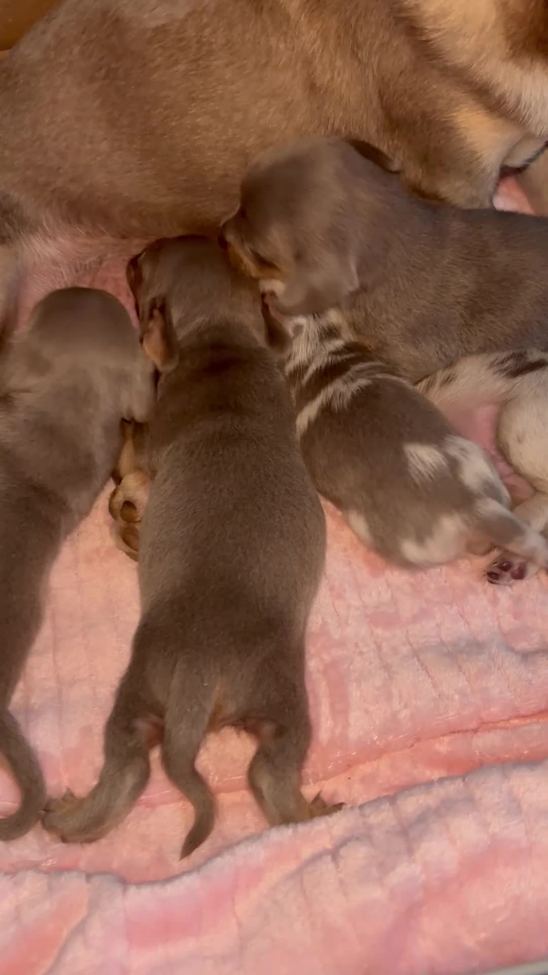 Chiweenie dogs for sale: BEAUTIFUL PUPPIES LOOKING FOR THERE FOREVER HOMES - Video 1