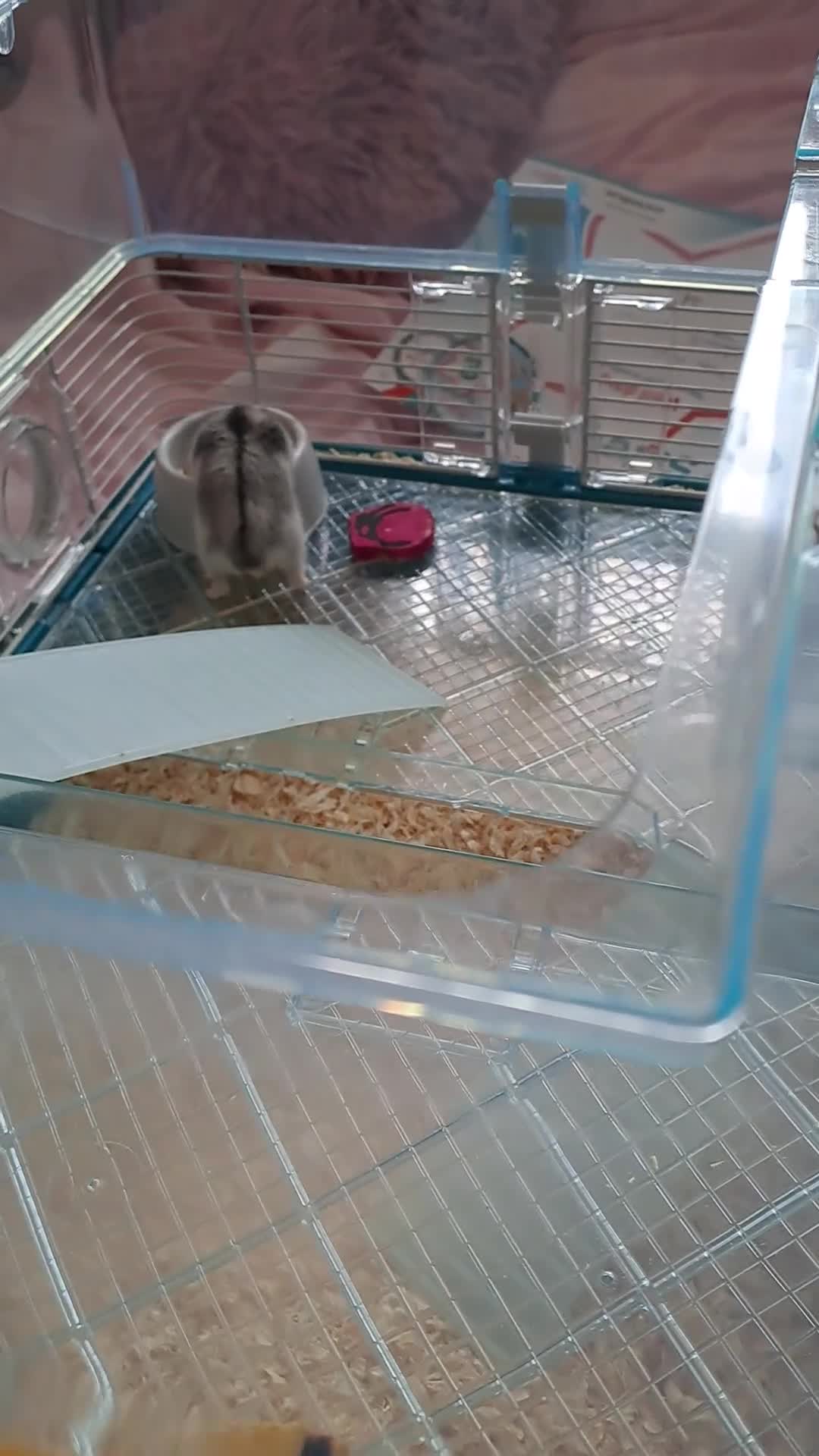 Hamster rodents for sale: Male hamster  - Video 1