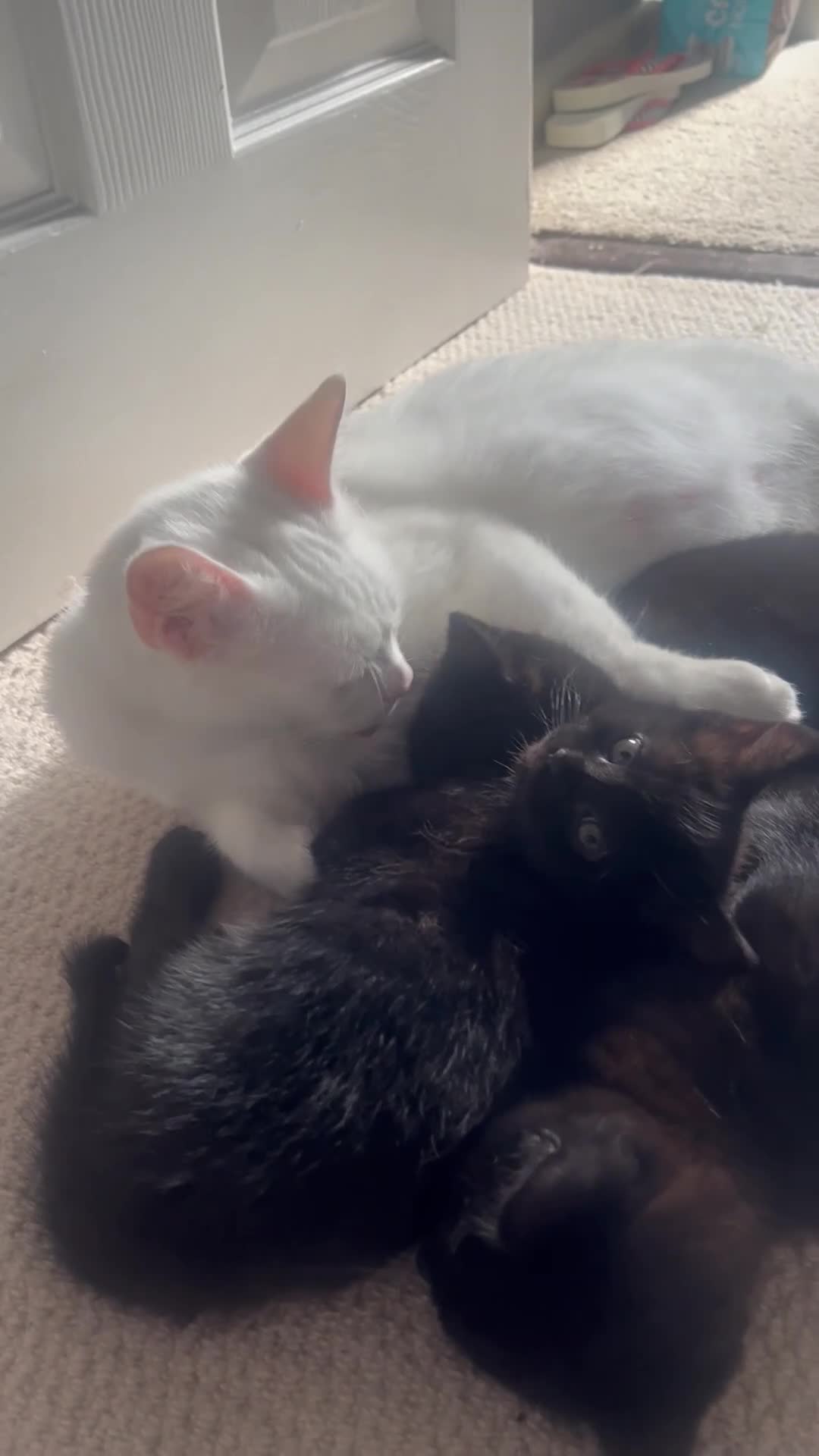 British Shorthair cats for sale: The cutest kittens!🐈‍⬛  in Havant - Video 1