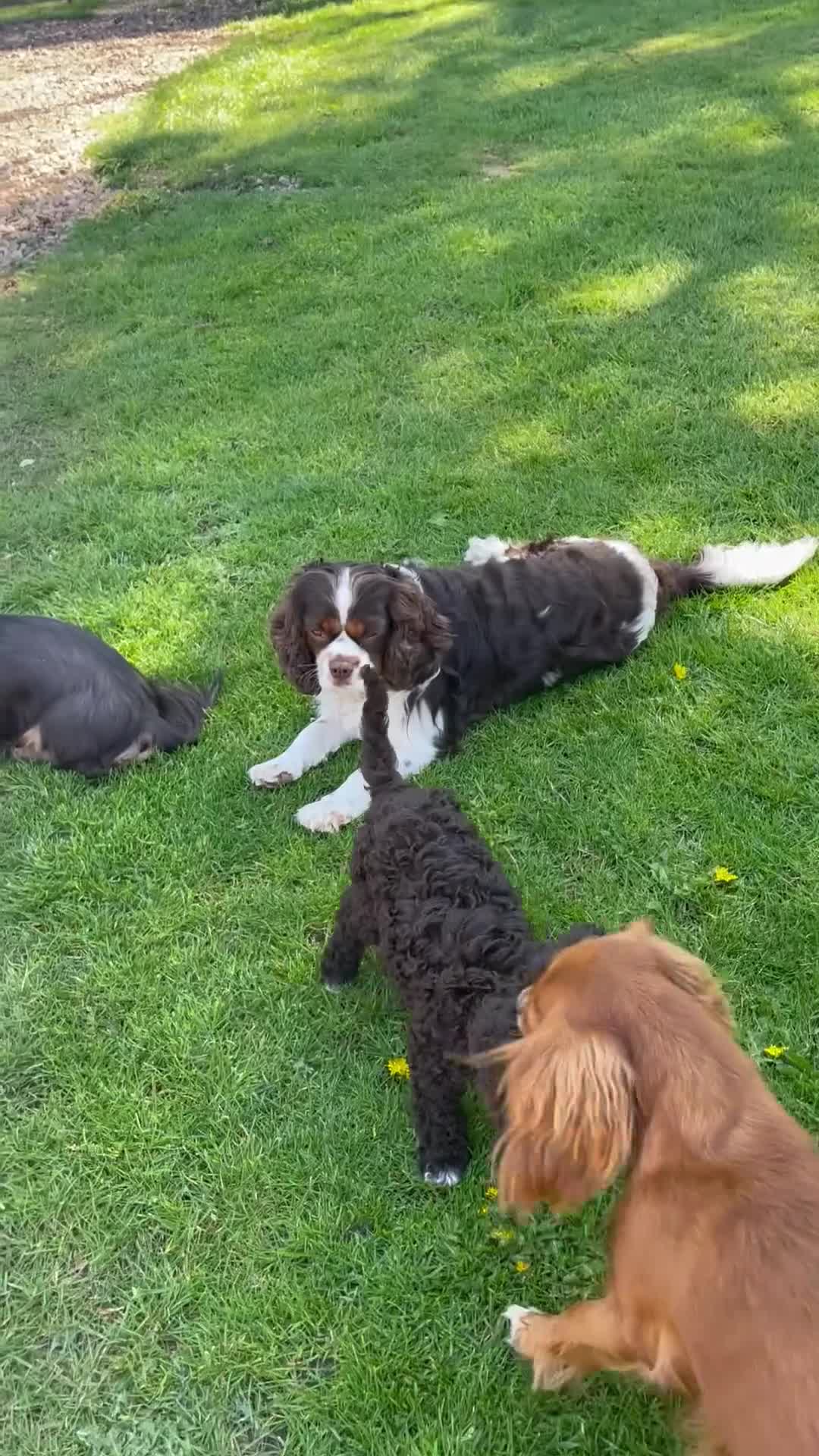 Cavapoo dogs for sale: F1 CHOCOLATE Cavapoo’s EXTENSIVELY H/T - Video 2