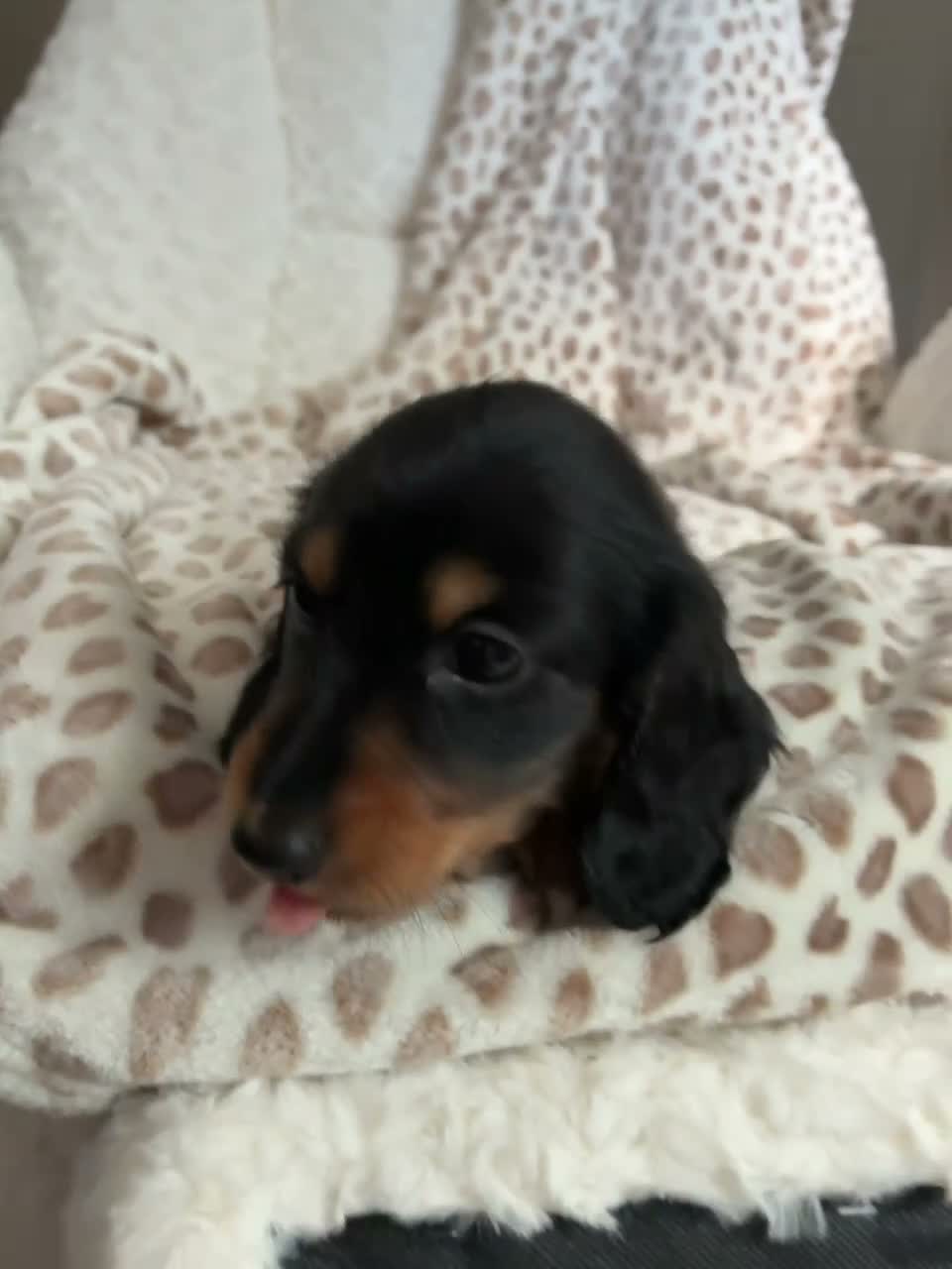 Miniature Dachshund dogs for sale: BLACK AND TAN MINIATURE DOXIES  in Wallsend - Video 1