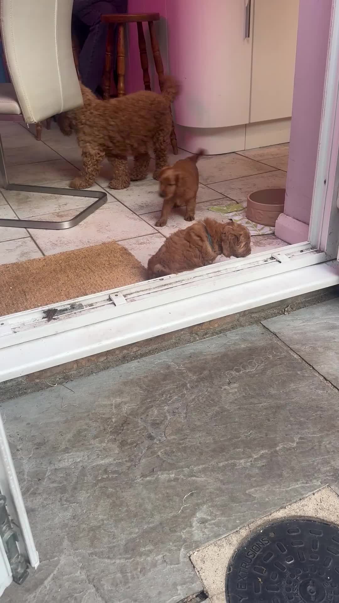 Cockapoo dogs for sale: Home raised, stunning fox red cockapoo’s  - Video 4