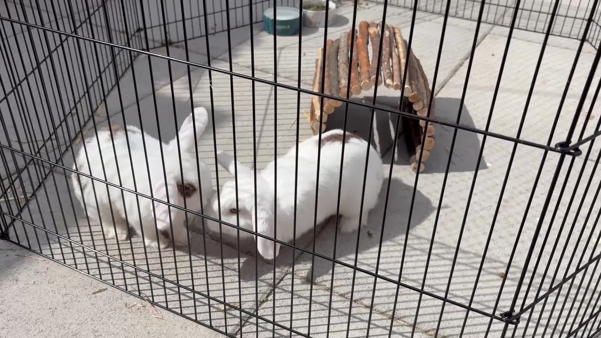 Mini Lop rabbits for sale: Gorgeous blue eyed mini lop girls - Video 1