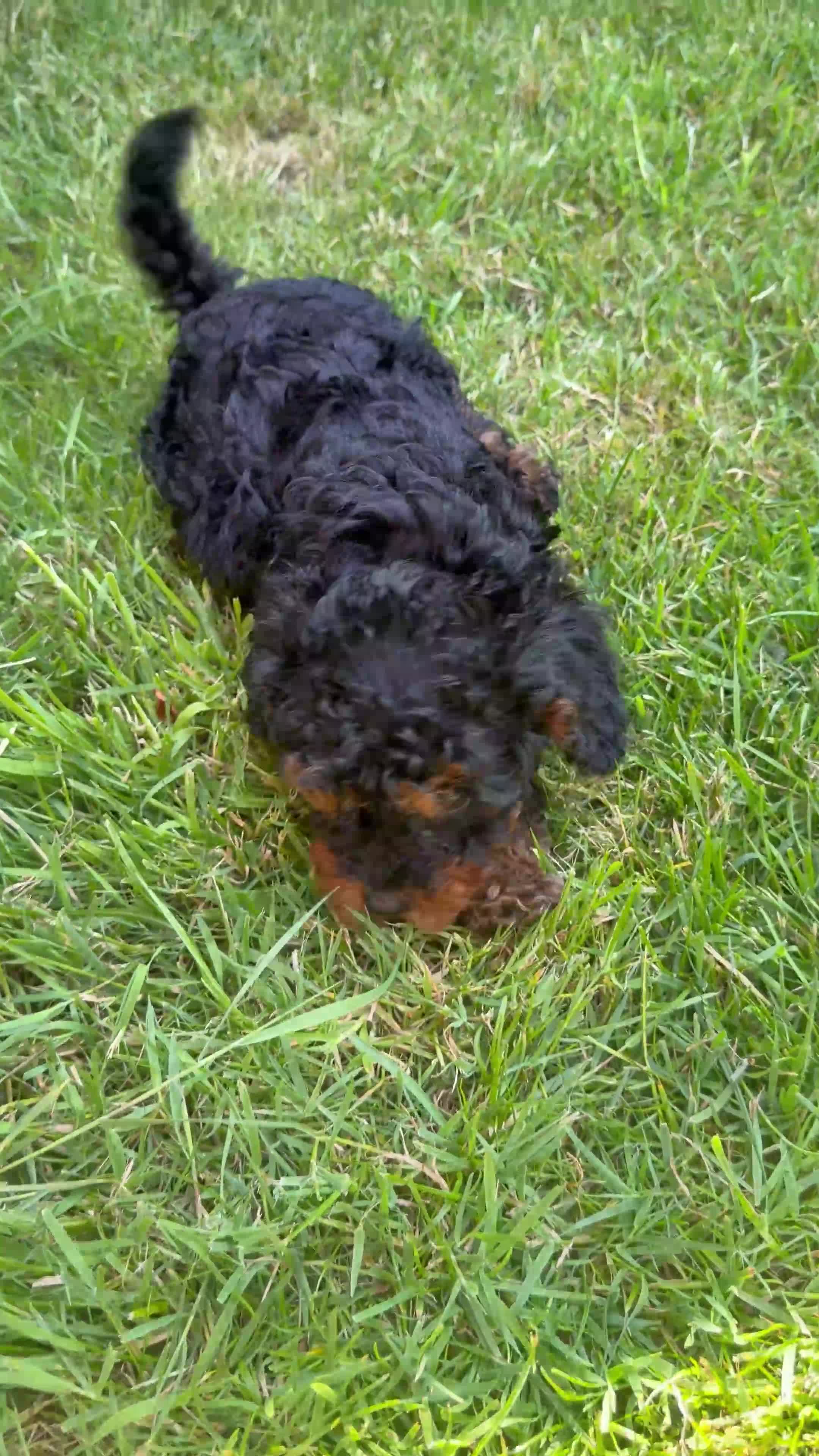 Cavapoo dogs for sale: Cavapoo Puppies  - Video 1