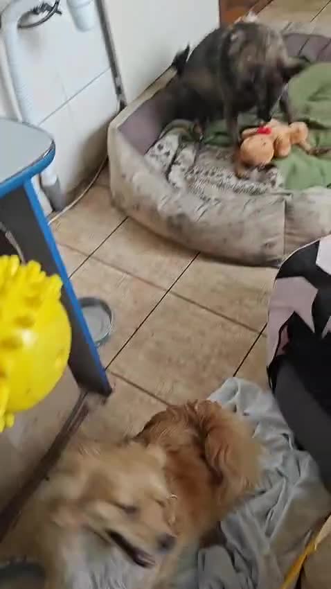 Mixed Breed dogs for adoption: 💖🐶 FAY 🐶💖 - Video 1