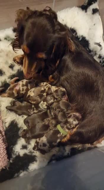 Dachshund dogs for stud: Beautiful longhair stud pups available  in Swansea - Video 1