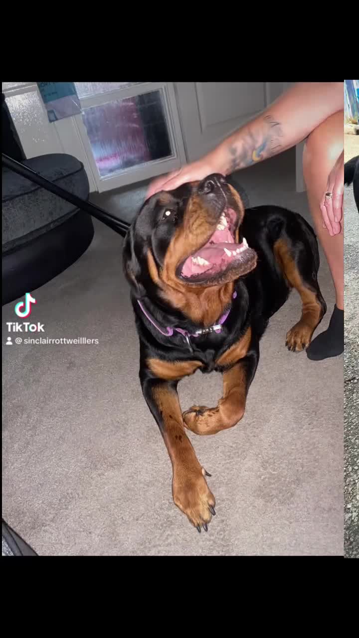 Rottweiler dogs for sale: World champion bloodlines last few remaining  - Video 4