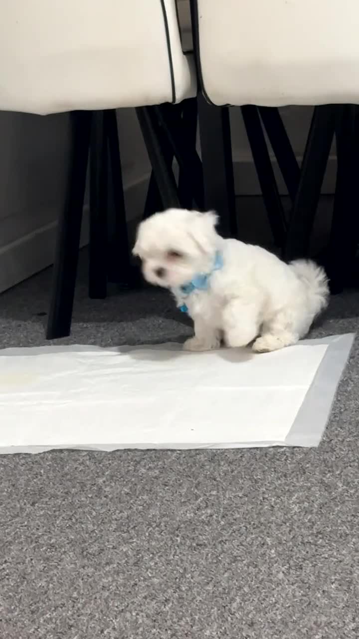 Maltese dogs for sale: Maltese - Video 1
