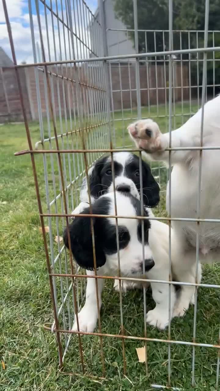 English Springer Spaniel dogs for sale: READY FOR THEIR NEW HOMES!! KC registered - Video 1