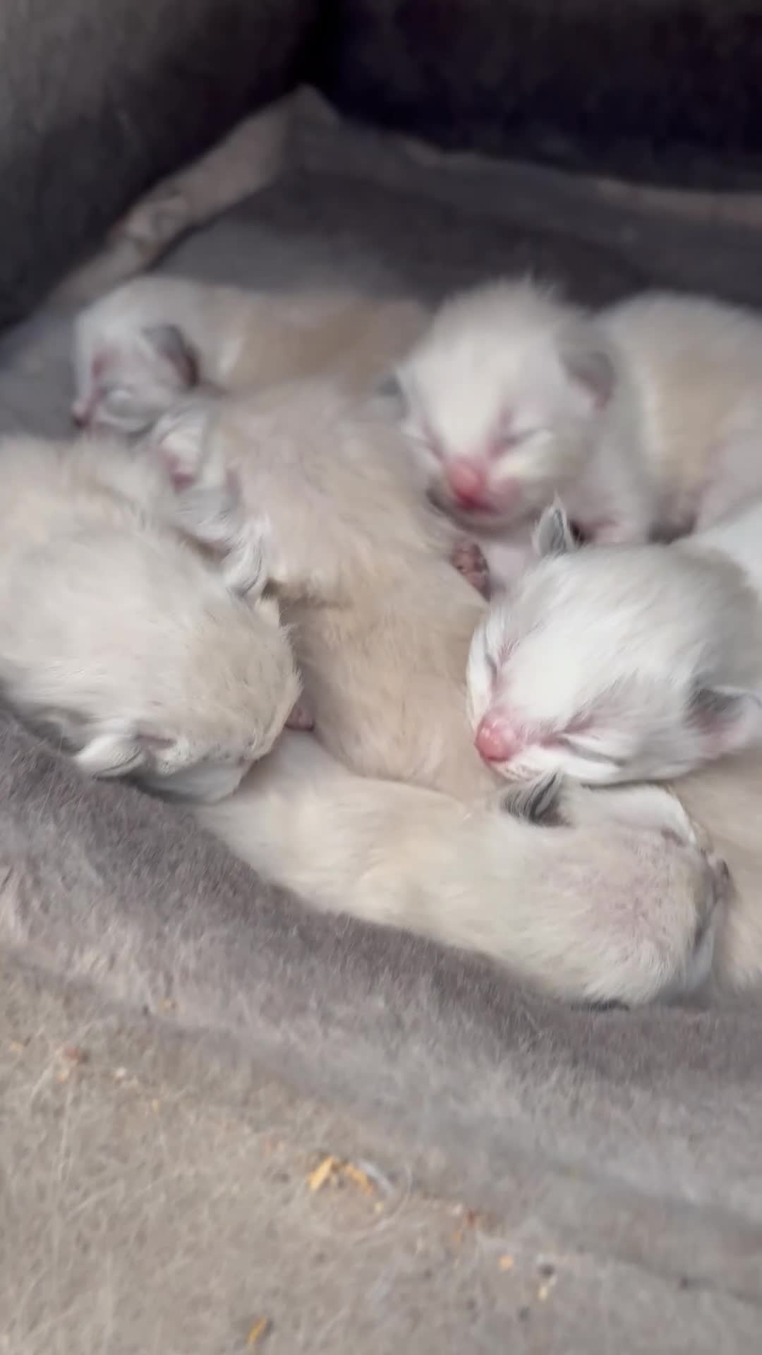 Ragdoll cats for sale: Beautiful Ragdoll kittens  - Video 2