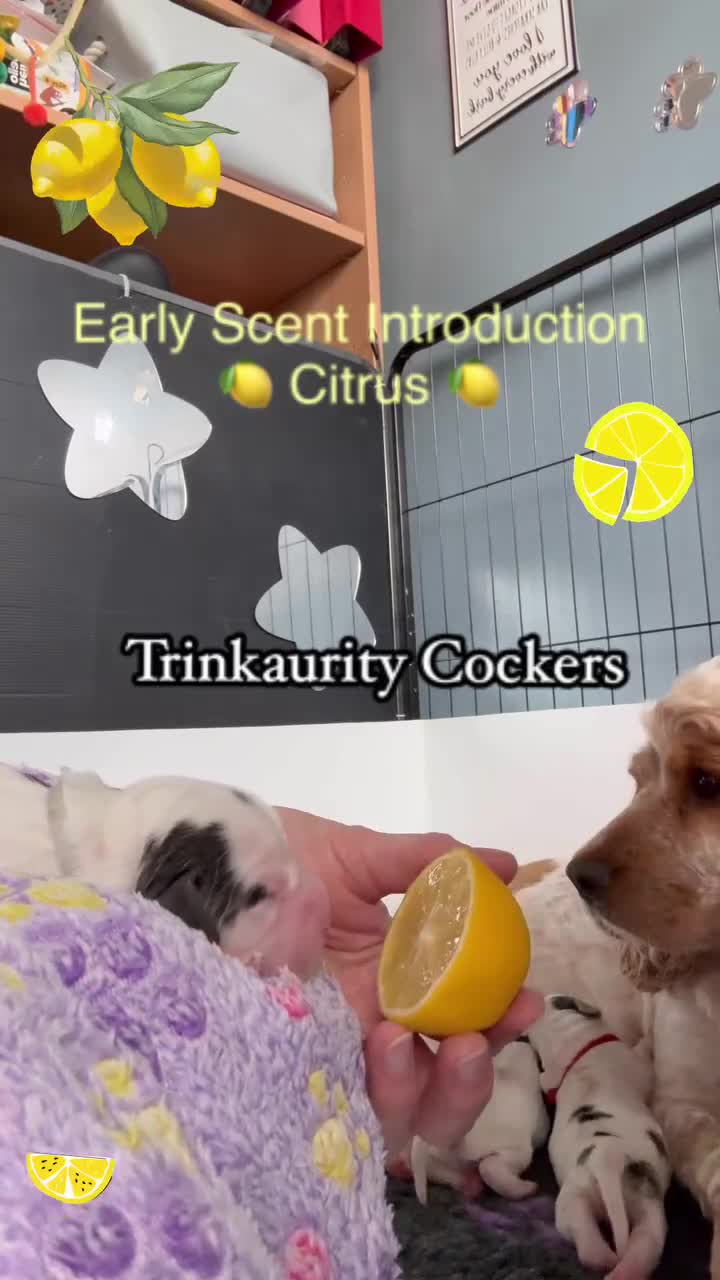 Cocker Spaniel dogs for sale: KC Reg; Home Raised; Low COI; DNA CLEAR; Show Type - Video 1