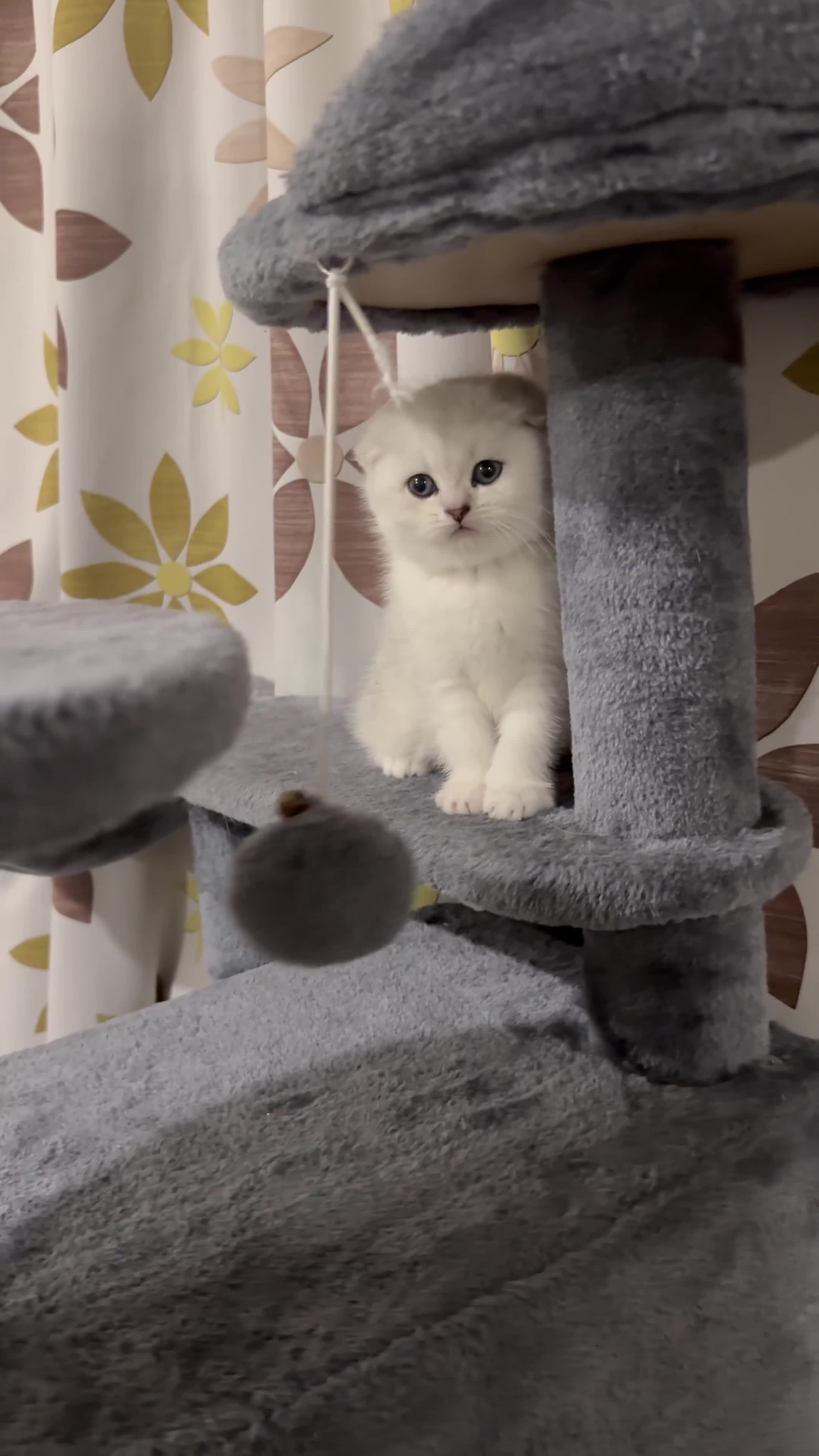 Scottish Fold cats for sale: Instagrammable Scottish Folds – Boy and Girl in London - Video 1