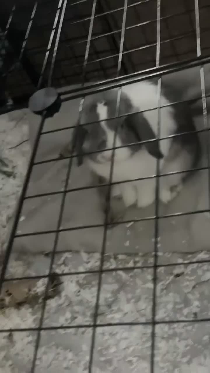 Dwarf Lop rabbits for sale: Minnie lop for sale  in Wednesbury - Video 1