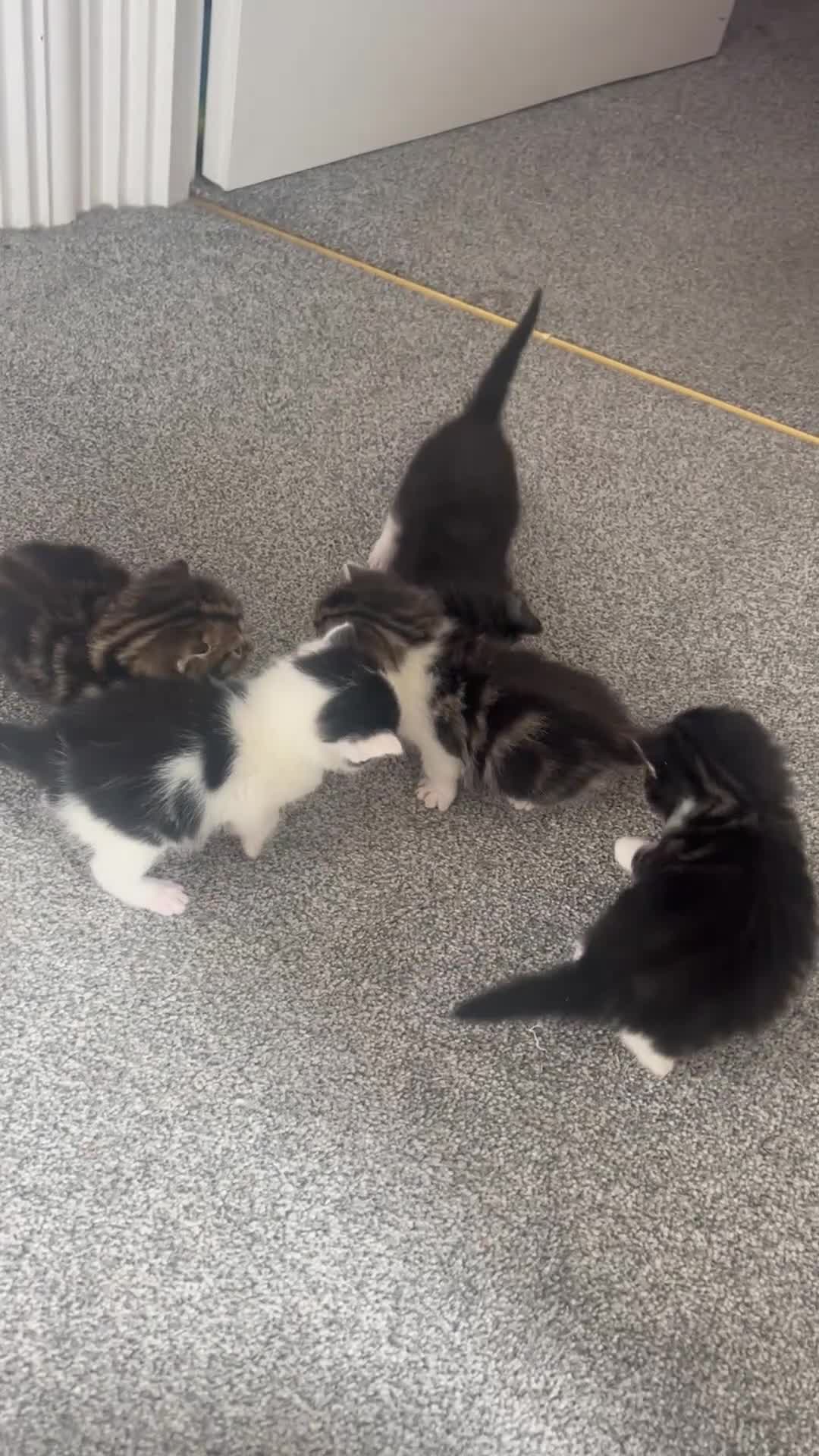 Mixed Breed cats for sale: 5 gorgeous kittens for sale - Video 2