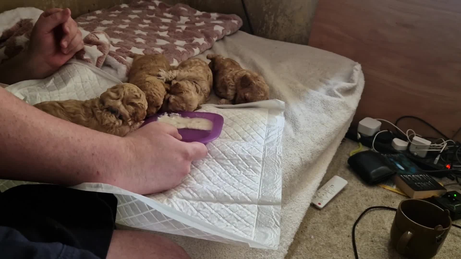 Poochon dogs for sale: Beautiful Poochon Puppies - Video 2