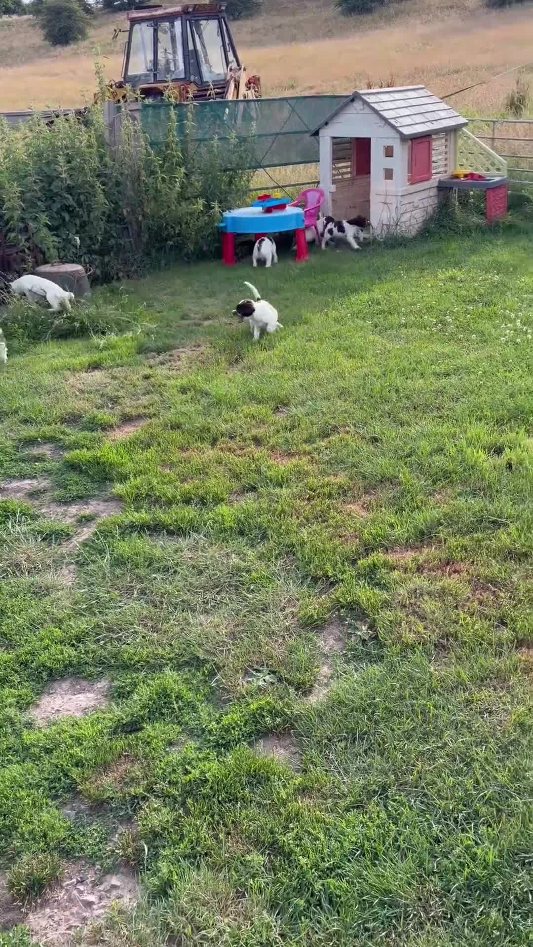 English Springer Spaniel dogs for sale: KC Reg Springer Spaniels  - Video 2