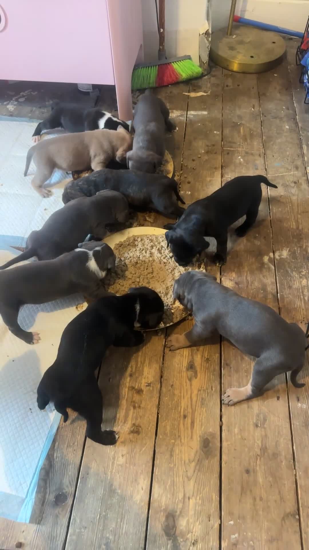 Mixed Breed dogs for sale: American bull cross puppies  in Darwen - Video 4