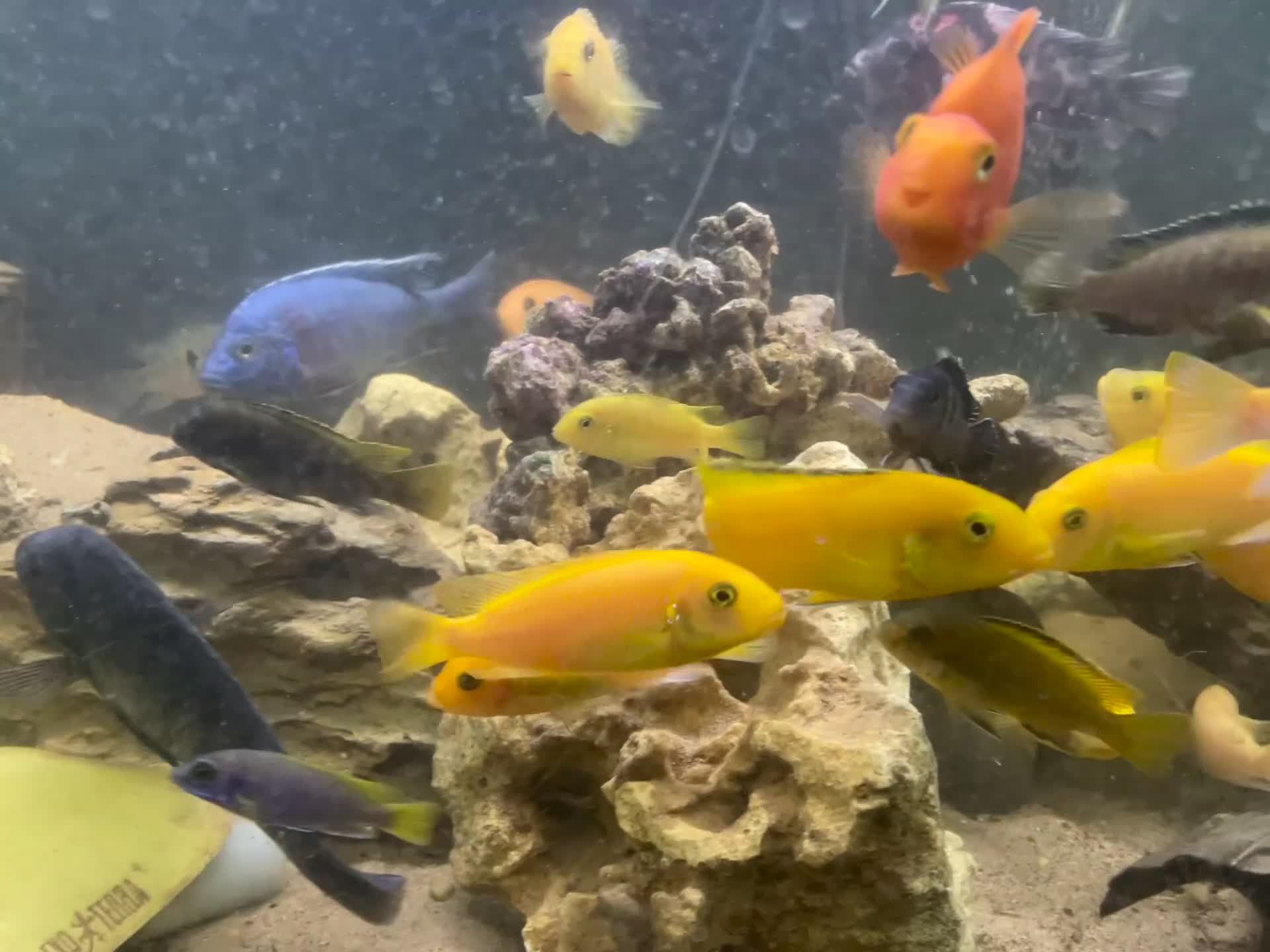 Cichlids fish for sale: Complete fish tank and contents  - Video 1
