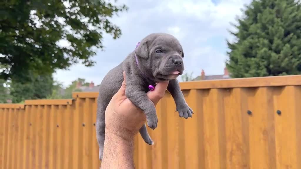 Staffordshire Bull Terrier dogs for sale: SOLID BLUE TEDDY BEARS 🧸 - Video 4