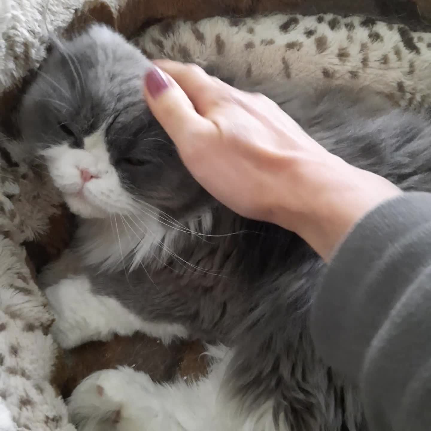 Scottish Fold cats for sale: TICA Registered Scottish Fold Young Neutered Girl - Video 4